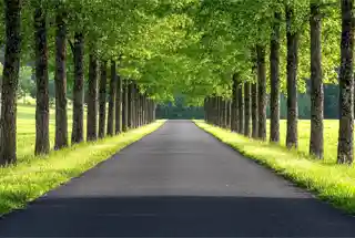 Tree-lined Roads at Hiranandani Karjat Plots